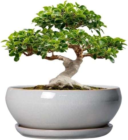 SQOWL 12 Inch Bonsai Pots, Large Ceramic Succulent Pots with Saucer, Gray by SQOWL
