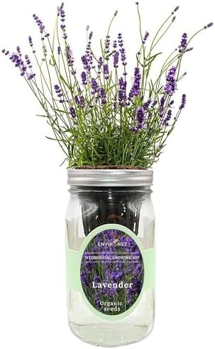 Hydroponic Herb Growing Kit, Self-Watering Mason Jar Herb Garden Starter Kit Indoor, Windowsill Herbs Garden, Grow Your Own Herbs from Organic Seeds (Lavender) by Environet
