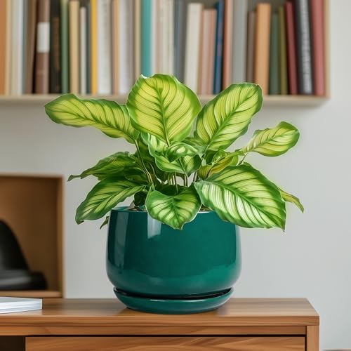 G EPGardening 6 Inch Plant Pot - Ceramic Planter for Indoor Plants, Round Planter with Drainage and Ceramic Tray, Flower Pots for Outdoor, Modern House Decor, Gift for Men Women, Green - Image 6