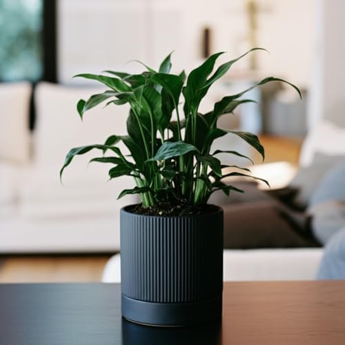HERDUK 6 Inch Ceramic Plant Pot with Drainage & Saucer - Indoor Planter for Succulents, Cacti & Aloe Vera - Striped Design, High-Temp Fired Clay, Lightweight Modern Decor - Image 7
