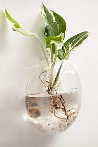 Mkono Wall Propagation Planters, 2 Pack Oblate Hanging Plant Holder Vase - Image 3