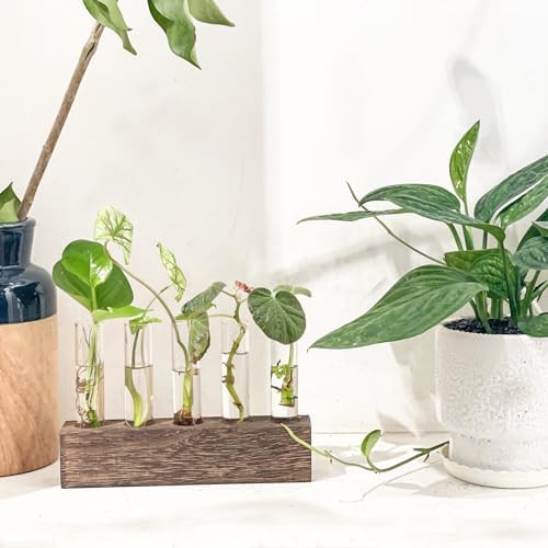 KAXYEW Desktop Glass Plant Propagation Station Test Tube Plant Terrarium in Wooden Stand for Hydroponic Plants Cutting Office Home Decoration Gift for Women (5 Test Tubes-BR) - Image 5