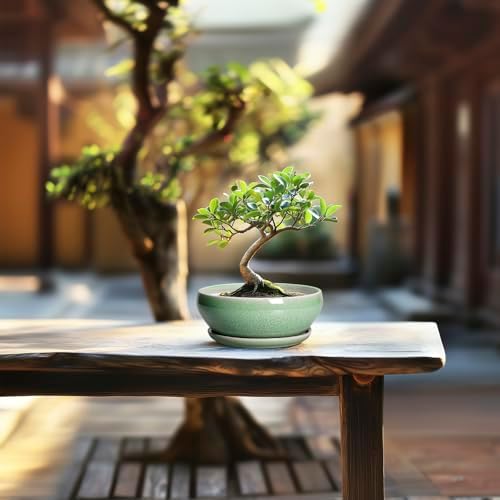SQOWL Succulent Pots 6 Inch - Ceramic Bonsai Planter for Indoor Plants Outdoor, Shallow Planter with Drainage Hole and Tray, Round Planters for Cactus Flower, Office Decor, Gardening Gifts, Green - Image 7