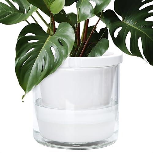 D'vine Dev Self-Watering White Terracotta Planter Pot, 10 in, 37-X-D-2 by DvineDevPlanterPotsandStand