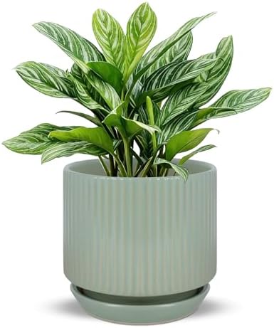Ceramic-5-inch-Flower-Pots-with-Saucer, Small Planters for Indoor Plants with Drainage Hole, White Textured Vertical Stripe Plant Pots for Home Decor, Garden Pot For Succulent Cactus Mint Basil Herb by Xoogifae