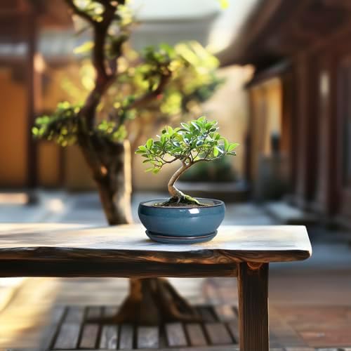SQOWL Succulent Pots - 6 Inch Ceramic Bonsai Pots, Shallow Planter with Drainage Hole and Saucer, Modern Round Planter for Indoor Plants Outdoor, Flower Cactus Pot, Home Decor, Plant Lover Gift, Blue - Image 7