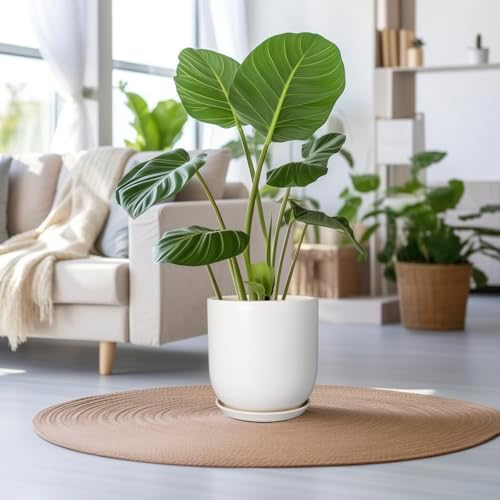 Plant Pot 12 inch - Ceramic Pot for Plants Indoor Outdoor Large Planter Pot with Drainage Hole and Saucer Mid-Century Modern Flower Pot Cylinder White - Image 2