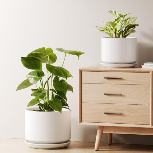LE TAUCI Ceramic Plant Pots, Set of 2, 8+10 Inch Plant Pots Indoor with Drainage Hole & Saucer, Sturdy Planters for Indoor Plants, Modern Minimalist Decor for Snake Plant, Monstera, White by LETAUCI