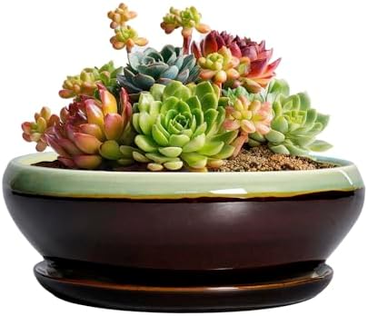 SQOWL Succulent Pots 6 Inch - Shallow Ceramic Planter, Bonsai Pot with Drainage Hole and Saucer, Round Ceramic Succulent Planter for Indoor Outdoor Plant, Kitchen Decor, Plant Lover Gift, Green-Brown by SQOWL