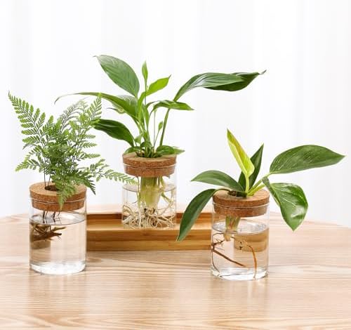 Plant Propagation Stations,3 Pcs Glass Vases with Wooden Stand &Lid - Image 4