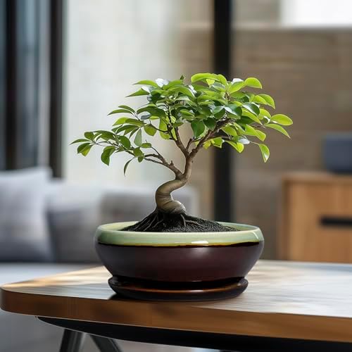 SQOWL Bonsai Pots 8 Inch - Ceramic Succulent Planters with Drainage Hole and Tray, Round Shallow Planter for Indoor Plants, Ceramic Planter Bowl Outdoor, Living Room Decor, Garden Gift, Green-Brown - Image 3
