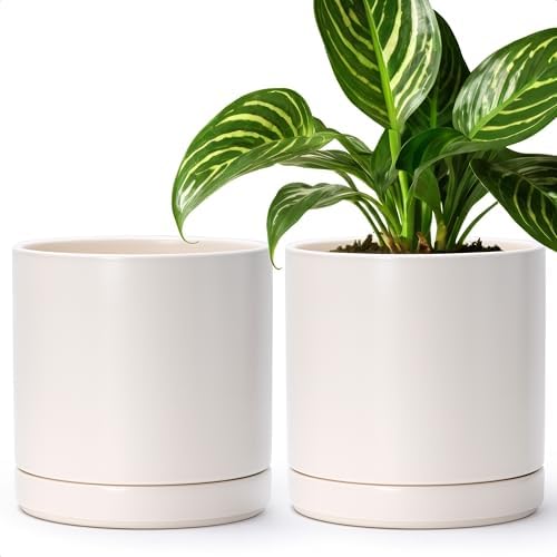 D'vine Dev Set of 2 Plants Pots, 8.2 Inch Ceramic Planter Pot for Plants with Drainage Hole and Saucer, Oatmeal, 94-V-D-8 by DvineDevPlanterPotsandStand