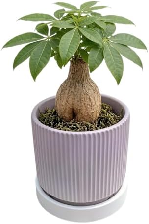 Cuteforyou 5.1 Inch Modern Textured Ceramic Succulent Planter Pot – Perfect for Small Plants, Cacti & Desk Decor – Lightweight & Durable，Pink - Image 4