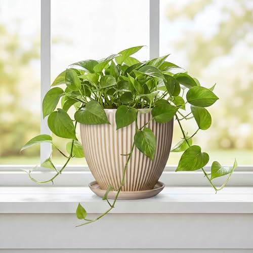 Ceramic Plant Pot, 6 Inch Succulent Pots with Drainage Hole and Saucer, Decorative Pot for Indoor Plants, Modern Indoor Flower Pots, Round Planter, Bedroom Decor, Plant Lover Gifts, Beige - Image 5