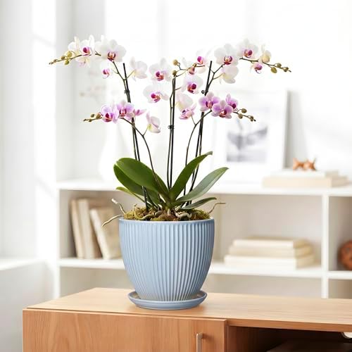 8 Inch Plant Pot Indoor, Ceramic Flower Pots with Drainage Hole and Saucer, Round Plant Pot for Indoor House Plants, Modern Plant Pot Indoor, Office Home Decor, House Warming Gifts, Light Blue - Image 5