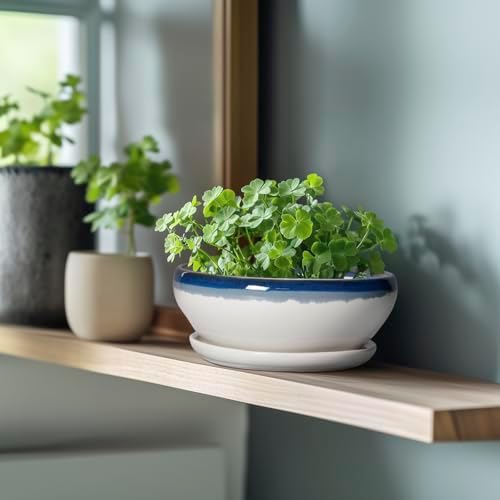 SQOWL Bonsai Pots Ceramic - 8 Inch Succulent Planters Indoor, Succulent Pot with Drainage Hole and Tray, Shallow Ceramic Plant Pot, Round Bowl Planter, Porch Decor, Gardening Gift, Blue Off-White - Image 5