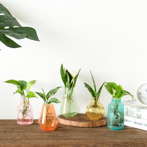 Mkono Propagation Vases 5 Glass Jars Station for Hydroponic Plants,Color - Image 7