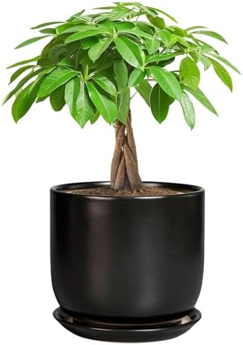 Ceramic Planter 7 Inch - Cylinder Round Modern Indoor Plant Pot for Plants with Drainage Hole and Saucer, Room Home Patio Office Patio Decor, Black by SUNPOTFOR