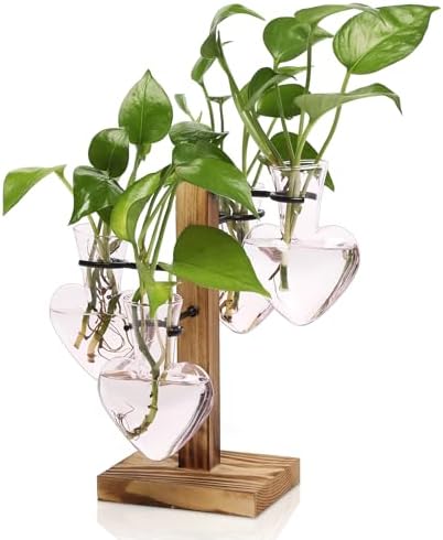 Plant Terrarium Propagation Stations with Wooden Stand by CYZglass