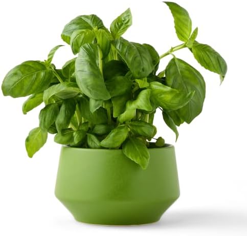 Modern Sprout Soy Candle Planter - Herb Garden - Image 4
