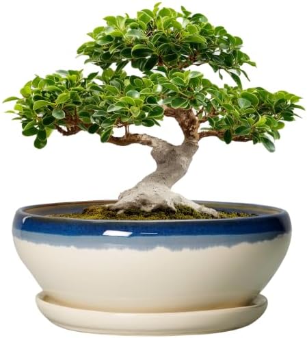 SQOWL Bonsai Tree Pots, 12 Inch Ceramic Succulent Planters, Blue-Beige by SQOWL