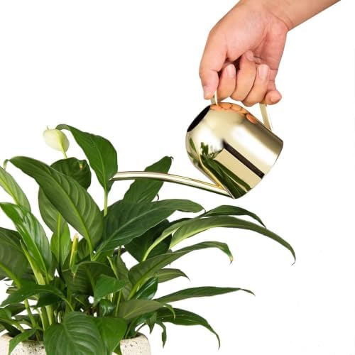 IMEEA 15oz Mini Indoor Watering Can for Small Plants Stainless Steel Watering Can with Long Spout for Desk, Windowsill & Bonsai (Gold) - Image 4