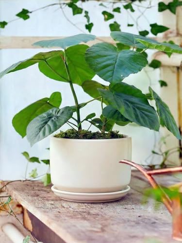 LE TAUCI Ceramic Pots for Plants, 6.8 Inch Plant Pots with Drainage Hole & Saucer, Modern Planter for Indoor Plants, Stable & Durable, Perfect for Living Room or Office Decor, White - Image 5