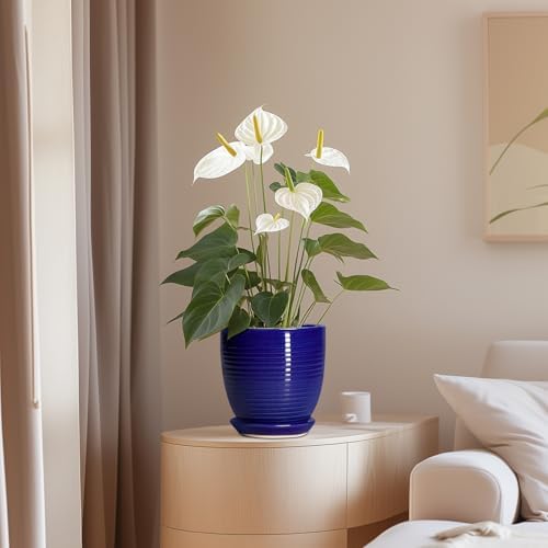 Ceramic Plant Pot - 6 Inch Pots for Plants, Round Ceramic Planters with Drainage Hole and Saucer, Decorative Flower Pots for Indoor Plants, Room Desk Decor, Housewarming Gifts, Glossy Blue - Image 7