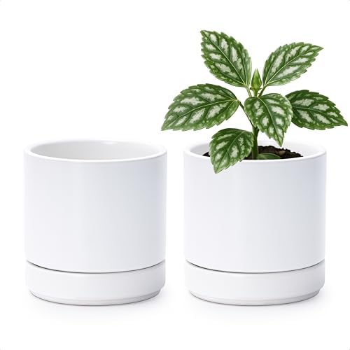 D'vine Dev 2-Pack Ceramic Pots with Saucers, White, 4.7 in, 94-V-B-1 by DvineDevPlanterPotsandStand