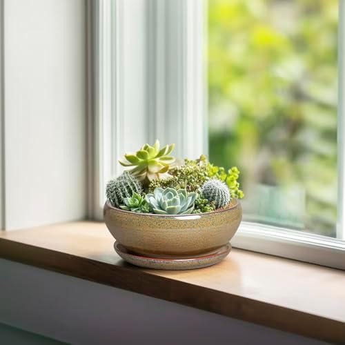 SQOWL Bonsai Pots Small - 6 Inch Ceramic Succulent Pots with Drainage Hole and Saucer, Shallow Round Planter for Indoor Plants Outdoor, Ceramic Cactus Planter, Patio Decor, Housewarming Gift, Brown - Image 4
