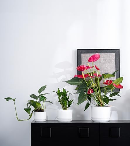 White Plant Pots,Ceramic Flower Pots Set of 3 with Drainage Holes(Matte) - Image 5