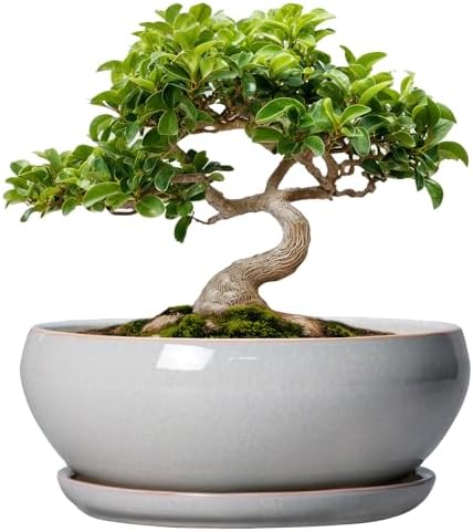 SQOWL Bonsai Tree Pots, 8 Inch Ceramic Plant Pots with Saucer, Gray by SQOWL