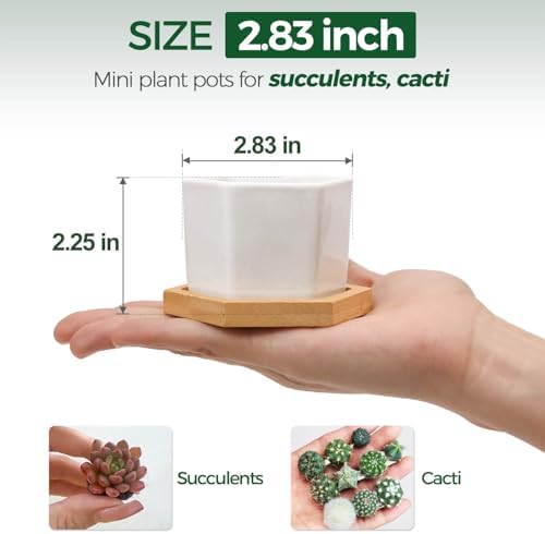 T4U Small Succulent Pots 12 Pack, Mini Flower Planters with Drainage White - Image 2