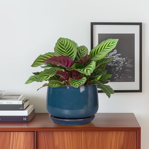 G EPGardening Ceramic Planter 6 Inch - Round Modern Ceramic Pot for Plants with Drainage and Plant Tray Indoor for Flower, Apartment Decor, Housewarming Gifts New Home, Retro Blue - Image 2