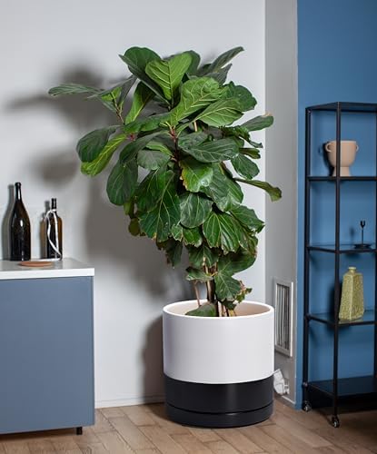 D'vine Dev 12 Inch Ceramic Planter Pot, Black White Two Tone, 94-O-F-L - Image 6