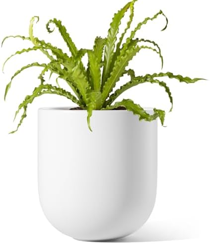 LE TAUCI 6 Inch Plant Pot, Ceramic Planter for Herbs & Small Houseplants, Tabletop Indoor Pot for Shelf, Desk and Windowsill, Small Planter with Drainage Hole & Rubber Plug, White by LETAUCI