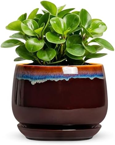Ceramic Plant Pots - 6 Inch Planter with Drainage Hole and Saucer, Small Succulent Pot for Indoor Plants, Round Decorative Flower Pots, Garden Shelf Decor, Plant Gifts for Women, Brown-Blue by Fivepot