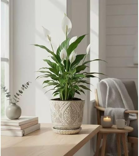Gepege Ceramic Plant Pots, 6 Inch Indoor Planters with Drainage & Saucers - Image 6