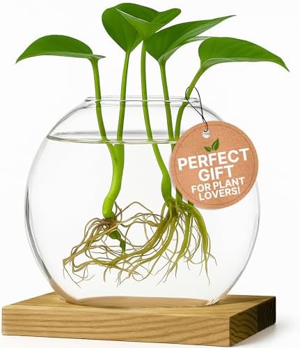Single Glass Propagation Station with Wooden Base – Hydroponic Plant Terrarium for Home & Office | Ideal Christmas, New Year & Birthday Gift for Plant Lovers, Moms | Desktop Windowsill Planter Vase by GardenGenius