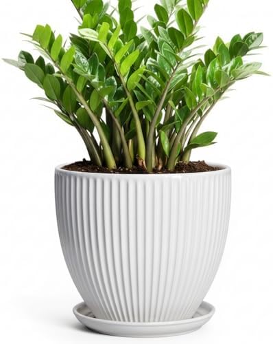 10 Inch Planter, Ceramic Plant Pots with Drainage Hole and Saucer, Modern Large Planters for Indoor Plants, Round Planter, Decorative Flower Pots, Living Room Decor, Gifts for Men Women, White by Unknown