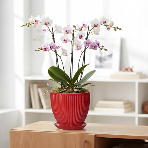 Ceramic Flower Pots 8 Inch, Ceramic Planters for Indoor House Plants, Decorative Plant Pots with Drainage Hole and Saucer, Modern Round Planter, Office Decor, Gifts for Men Women, Red - Image 5