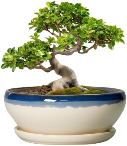 SQOWL Bonsai Pots, 10 Inch Ceramic Pots for Succulents, Blue-Beige by SQOWL