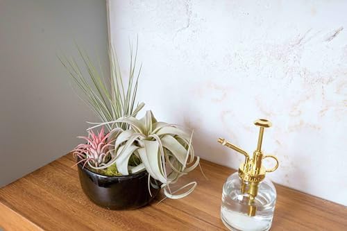 Glass Plant Watering Mister – 8 Ounces Gold Accent Plant Spray Bottle – Single Handed Watering Can for Indoor Plants - Image 4