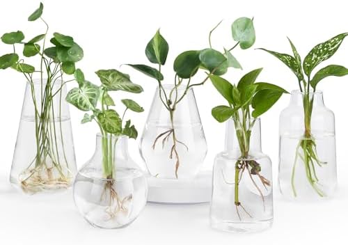 Mkono Propagation Vases 5 Glass Jars Station for Hydroponic Plants, Clear by Mkono
