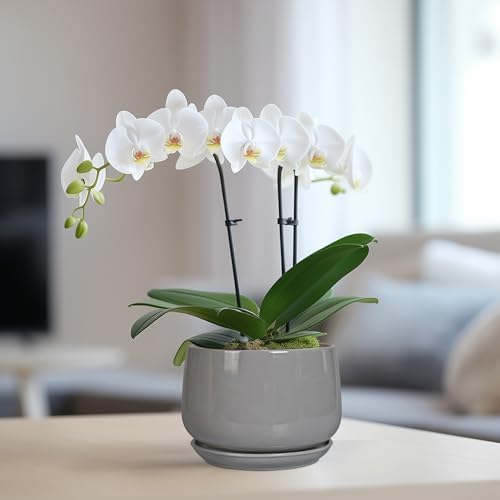 G EPGardening Ceramic Pot for Plants, 6 Inch, Gray - Image 5