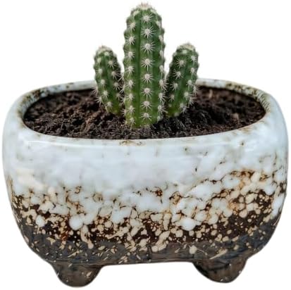 Cute 4.7 Inch Rectangle Ceramic Home Garden Decoration Succulent Cactus Flower Pots Container -Plant Not Included (White) by SJBAG