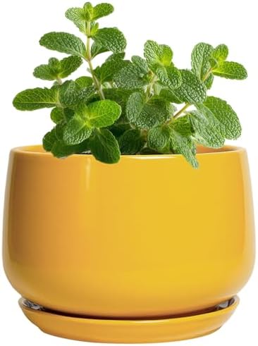 G EPGardening 4 Inch Ceramic Planter - Succulent Pots for Plants Indoor Outdoor, Small Plant Pots with Drainage Hole & Saucer, Round Planter, Modern Flower Pot, Home Decor, Plant Lover Gift, Yellow by GEPGardening