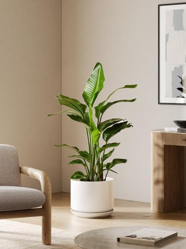 LE TAUCI 12 Inch Pots for Plants, Ceramic Plant Pots with Drainage Holes and Saucers, Elegant and Durable Large Plant Pot, Perfect for Home & Office Decor, White - Image 2