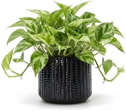 Ceramic Planter Pot with Drainage Hole, 5 Inch Dia, Indoor and Outdoor, Home Patio Garden, Plants&Flowers, Textured Round (Black) by Unknown