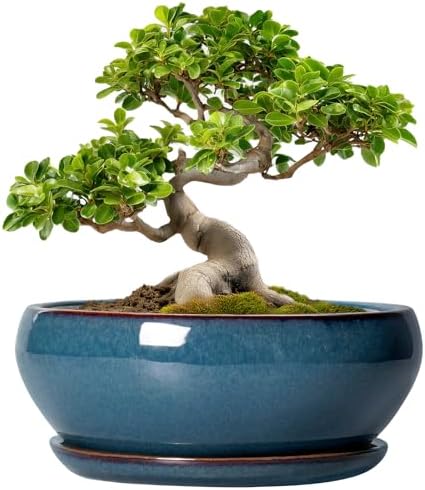 SQOWL Bonsai Pots 10 Inch, Large Ceramic Succulent Pots with Saucer, Blue by SQOWL